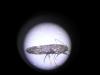 Scrobipalpa sp.